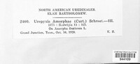 Uropyxis amorphae image